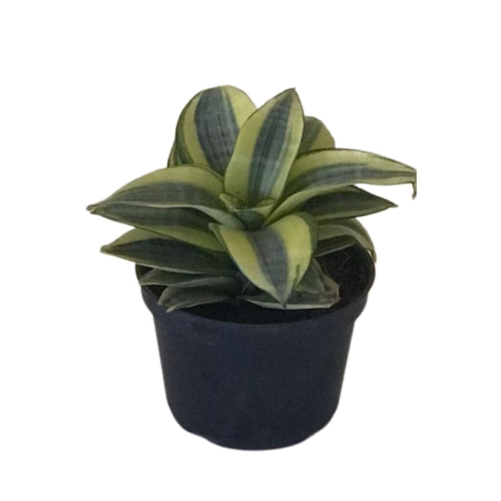 Mini Espada São Jorge Sanseveria Silver Pote 6