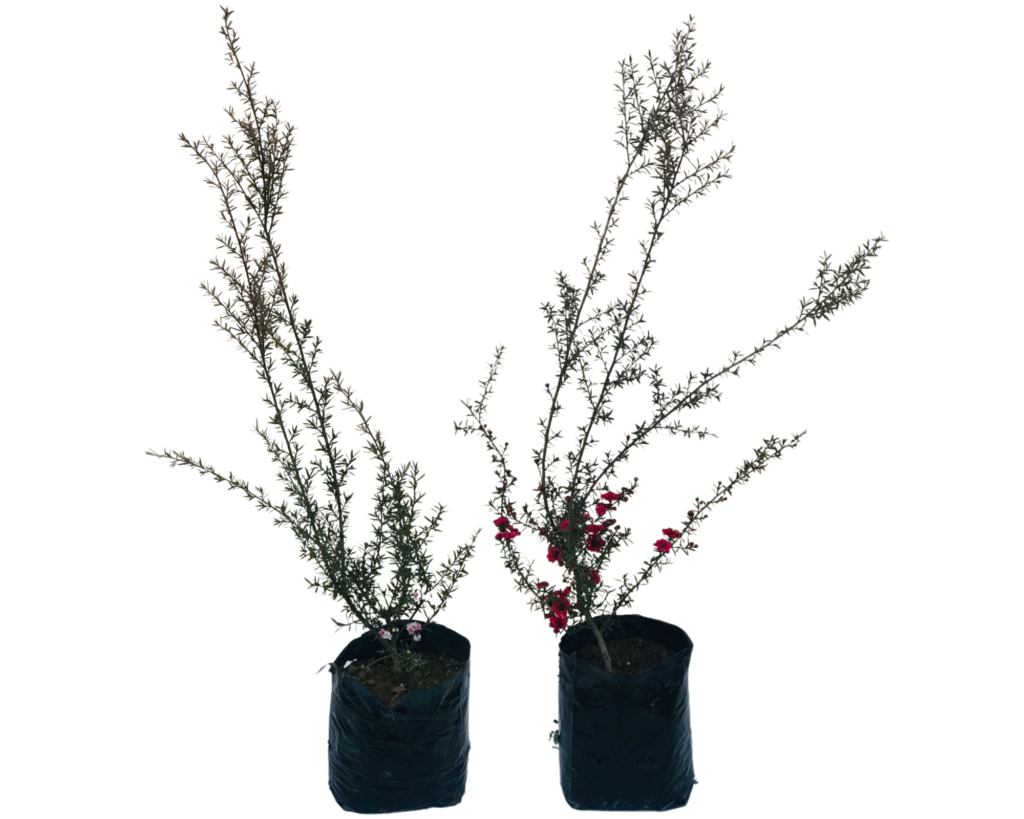2 Mudas Erika Japonesa Leptospermum Scoparium no Saquinho