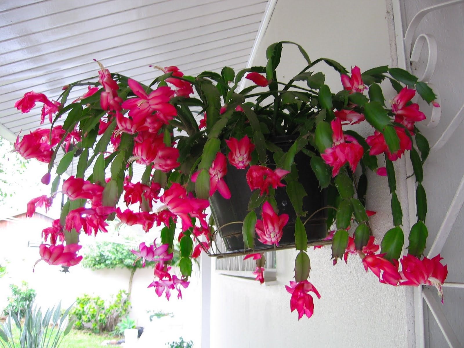 Flor de Maio Pote 11 - Schlumbergera truncata Cores Diversas - Imagem 2