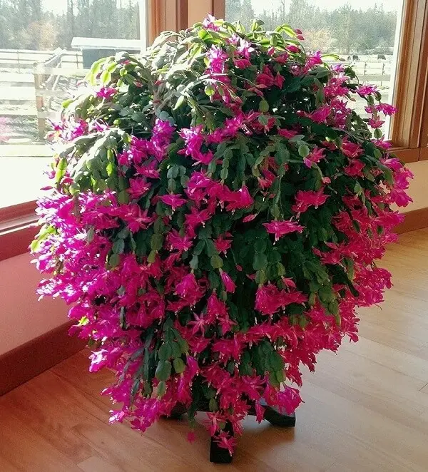 Flor de Maio Pote 11 - Schlumbergera truncata Cores Diversas - Imagem 3
