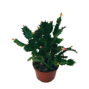 Flor de Maio Pote 11 - Schlumbergera truncata Cores Diversas