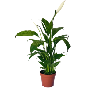 Lírio-da-Paz (Spathiphyllum wallisii) - Pote 15
