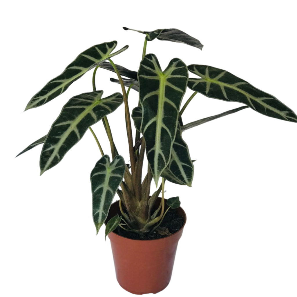 Alocásia Picolini - (Alocasia piccolini) - Pote 12
