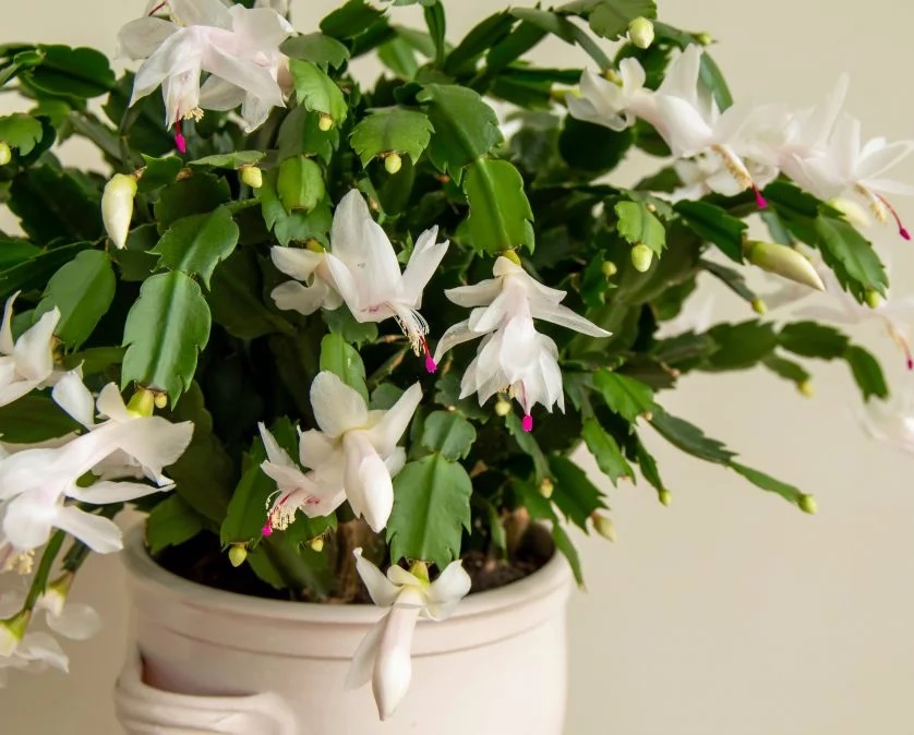 Flor de Maio Pote 11 - Schlumbergera truncata Cores Diversas - Imagem 5
