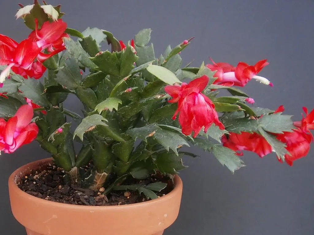 Flor de Maio Pote 11 - Schlumbergera truncata Cores Diversas - Imagem 6