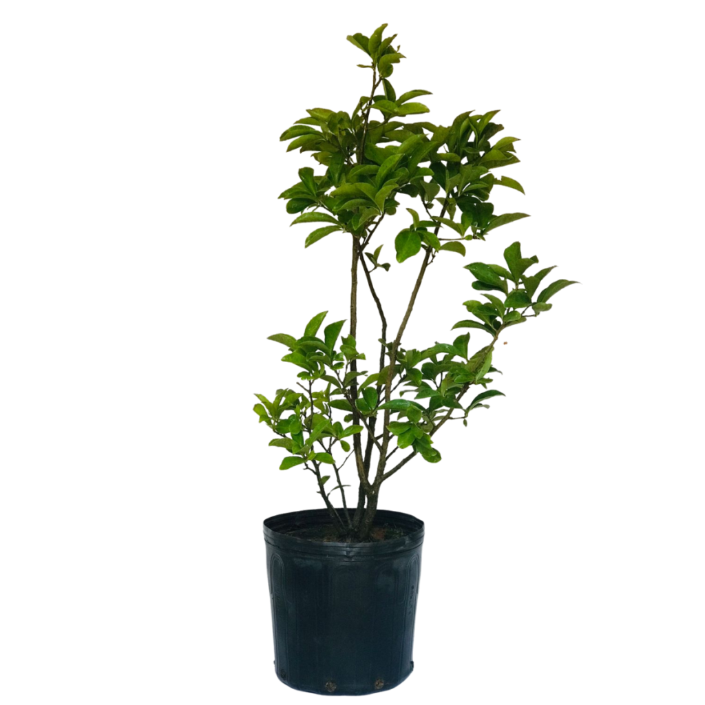Manacá de Jardim Cheiro (Brunfelsia uniflora) - 90cm