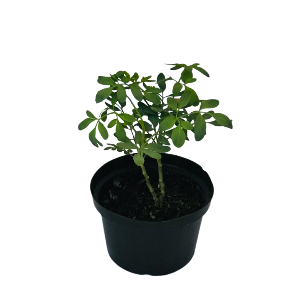 2 Mudas de Arruda - Ruta graveolens -  Pote 11