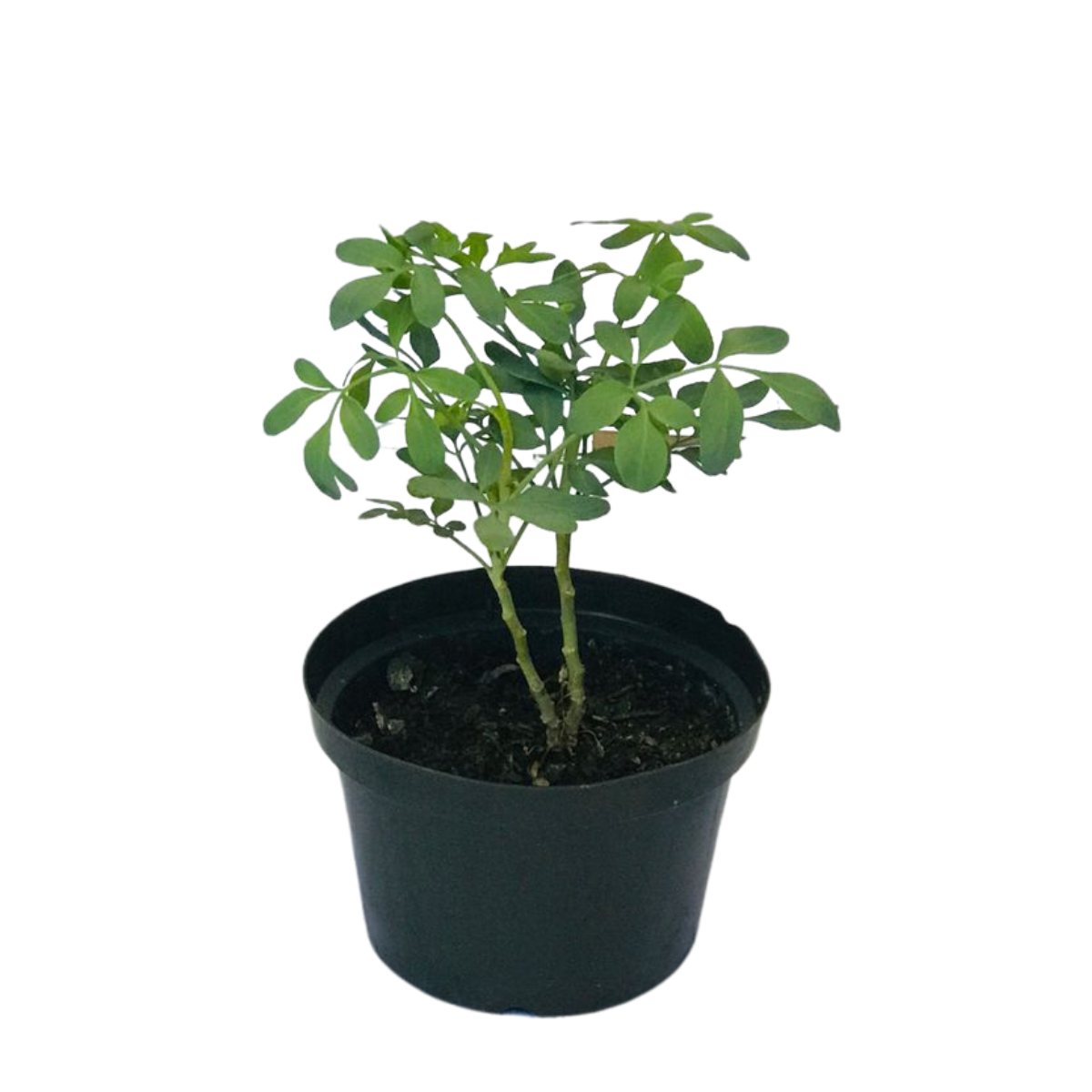 2 Mudas de Arruda - Ruta graveolens - Pote 11 - Imagem 2