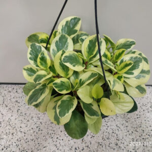 Peperomia Variegata - obtusifolia no Saquinho