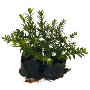 Erika Branca-Erica Cuphea hyssopifolia - No Saquinho
