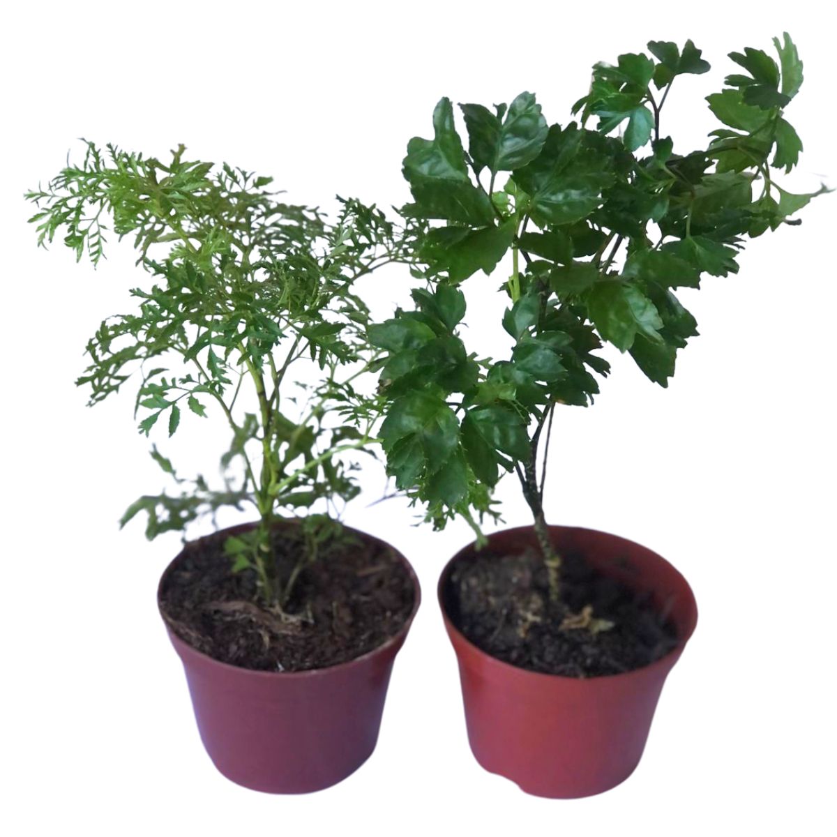 Árvore-da-felicidade Polyscias fruticosa Macho e Fêmea Pt 24 0,80