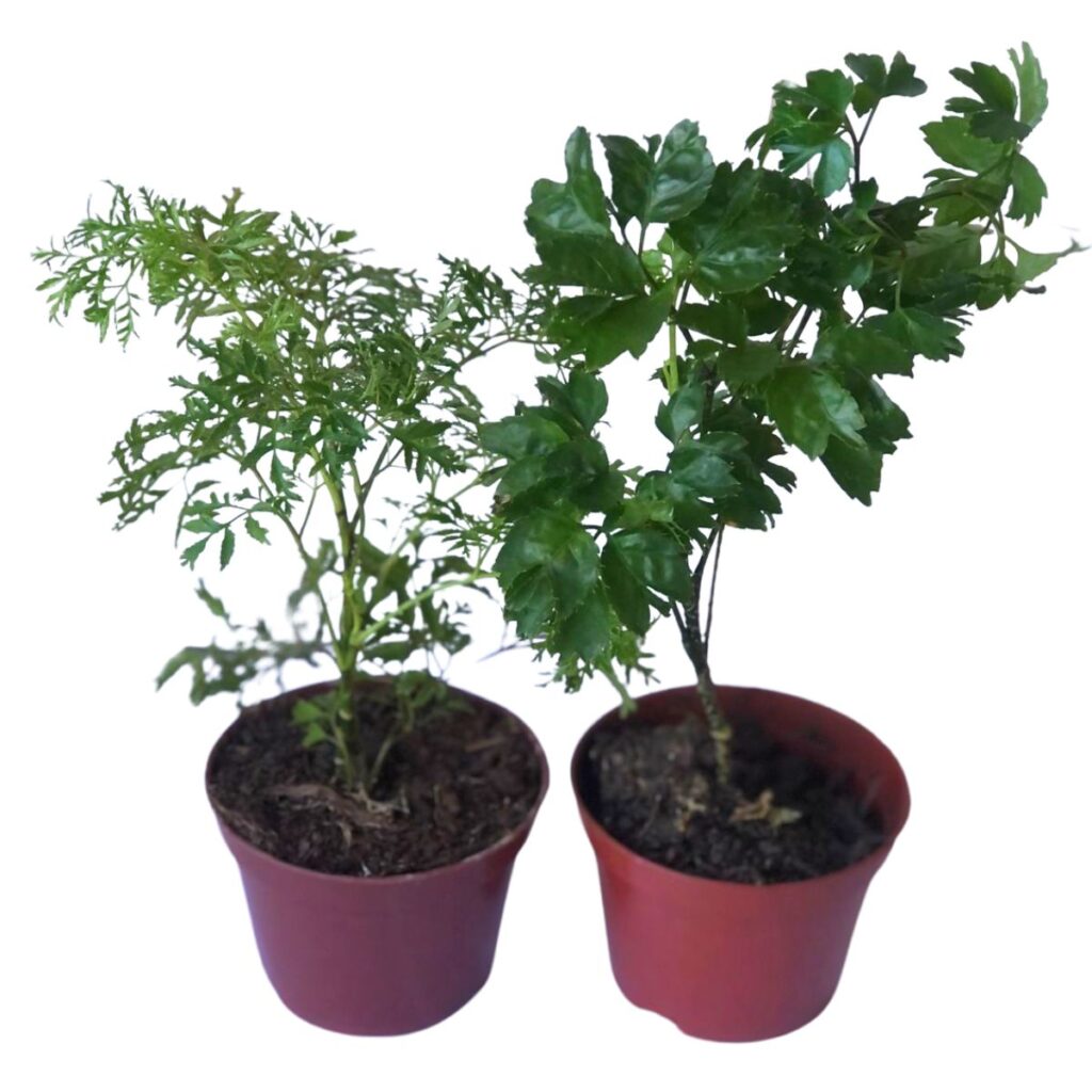 Árvore-da-felicidade Polyscias fruticosa Macho e Fêmea Pt 28 1,5m