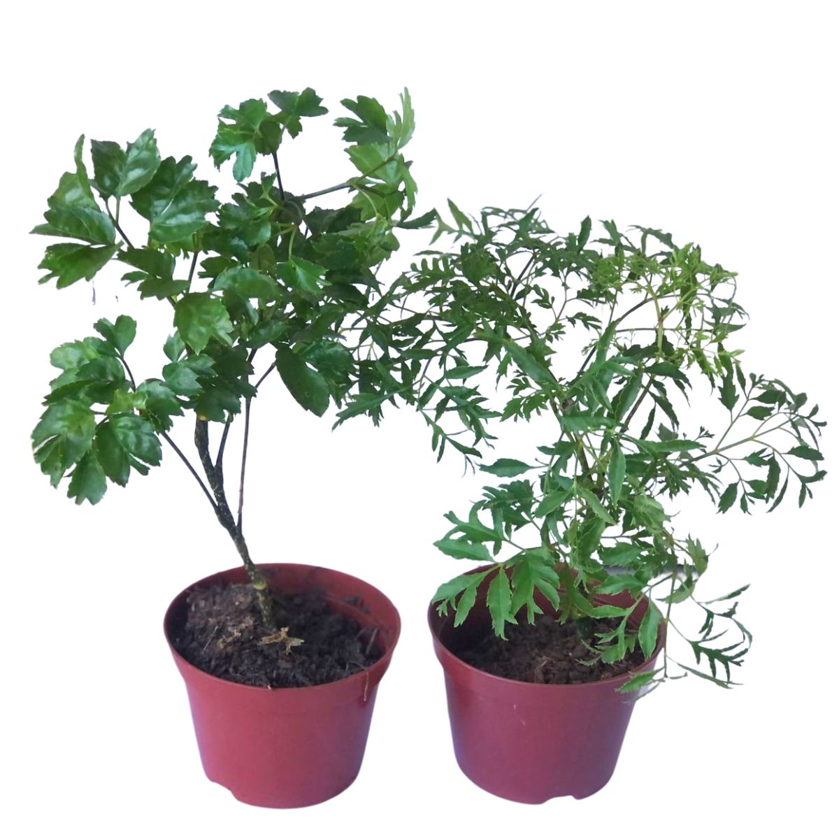 Árvore-da-felicidade Polyscias fruticosa Macho e Fêmea Pt 11 - Imagem 2