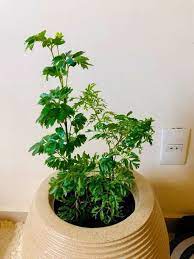 Árvore-da-felicidade Polyscias fruticosa Macho e Fêmea Pt 24 0,80 - Imagem 5