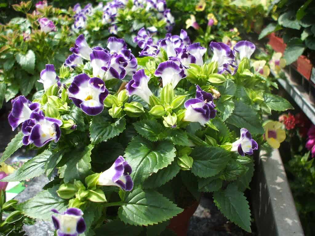 Flor Torênia Roxa Pendente - Amor Perfeito de Verão - Imagem 3