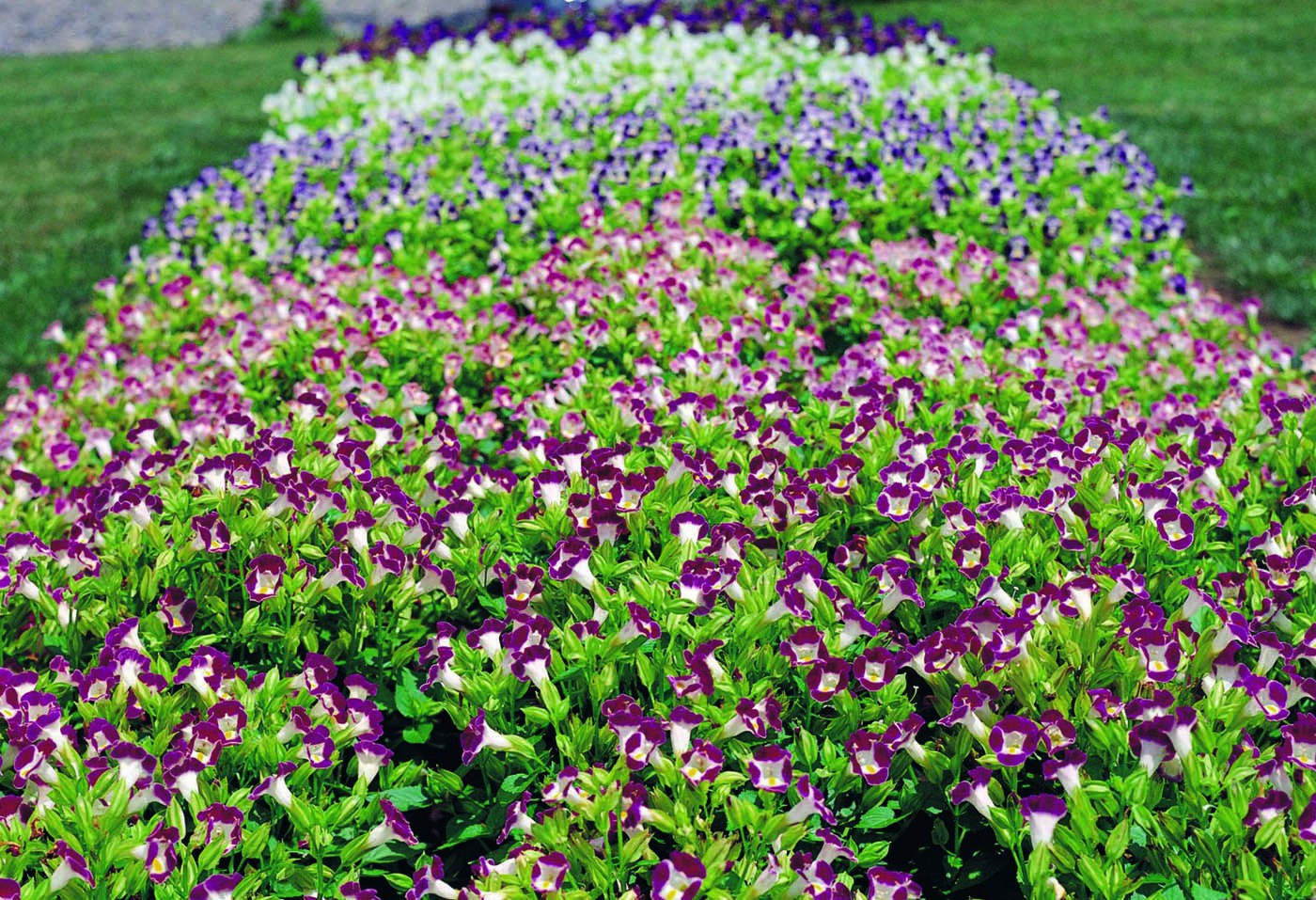 5 Mudas Flor Torênia Roxa Amor Perfeito de Verão no Saquinho - Imagem 6
