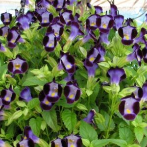 5 Mudas Flor Torênia Roxa Amor Perfeito de Verão no Saquinho