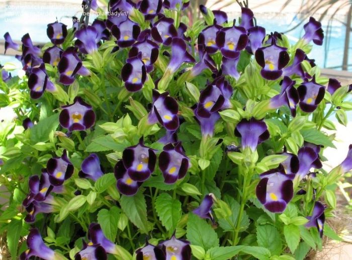 Flor Torênia Roxa Pendente - Amor Perfeito de Verão