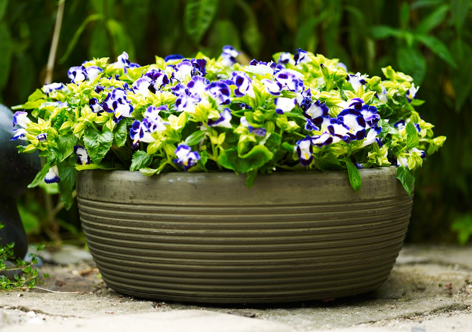 5 Mudas Flor Torênia Roxa Amor Perfeito de Verão no Saquinho - Imagem 5