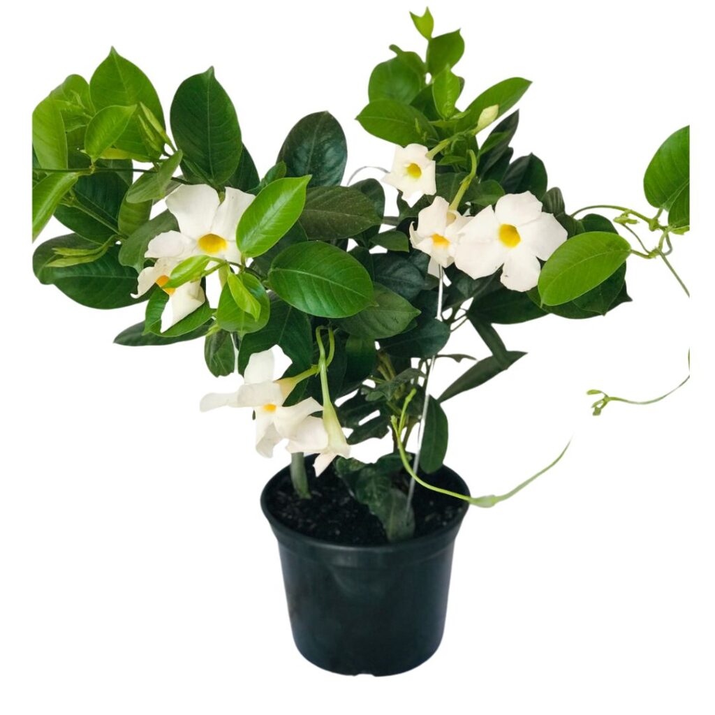 Dipladênia Trepadeira – Mandevilla splendens Pote 14 ou 15