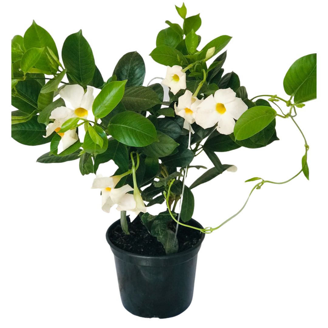 Dipladênia Trepadeira – Mandevilla splendens Pote 14 ou 15 - Imagem 2