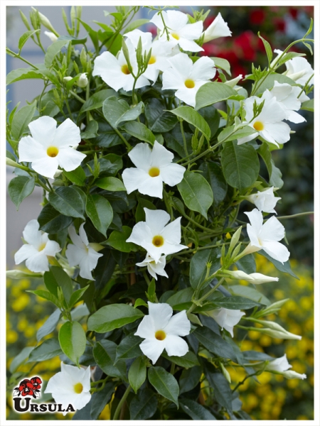 Dipladênia Trepadeira – Mandevilla splendens Pote 14 ou 15 - Imagem 3