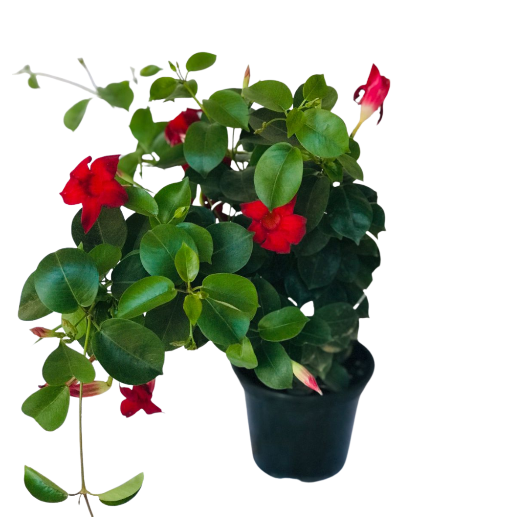 Dipladênia Trepadeira – Mandevilla splendens Pote 14 ou 15 - Imagem 6