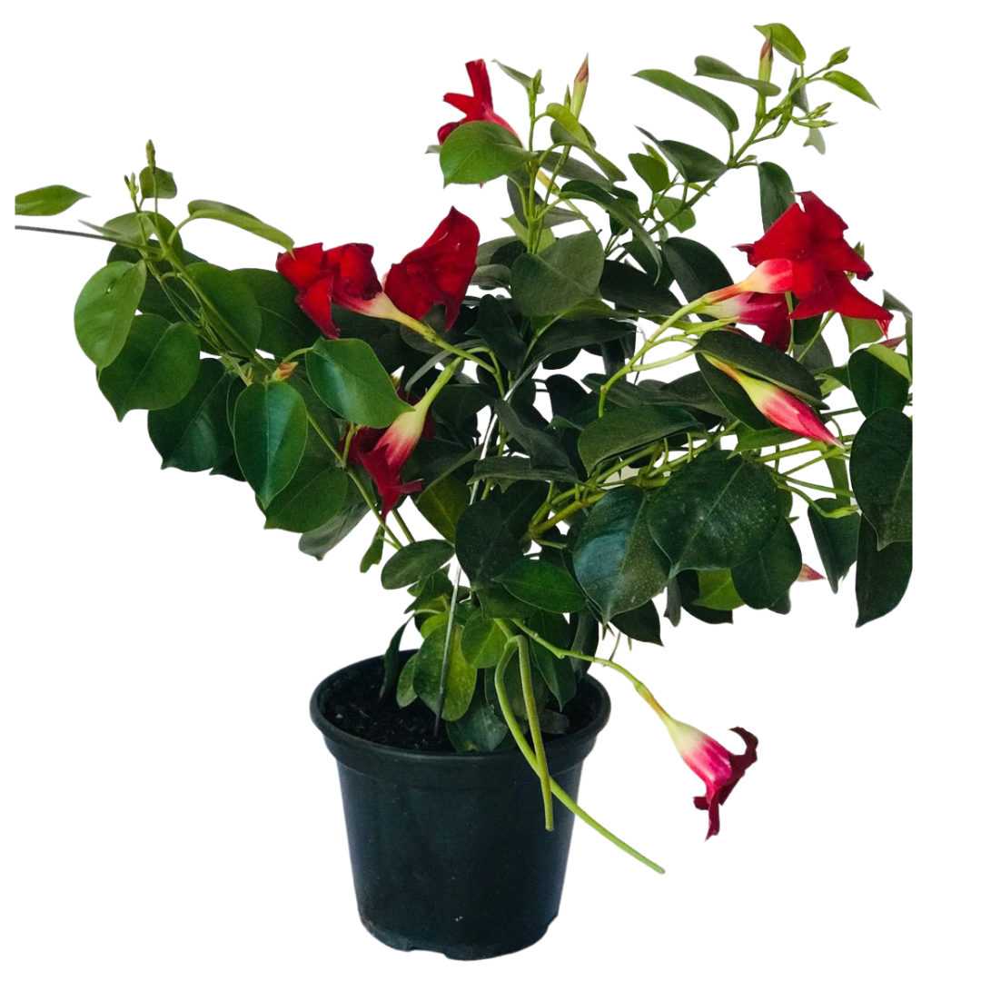 Dipladênia Trepadeira – Mandevilla splendens Pote 14 ou 15 - Imagem 7