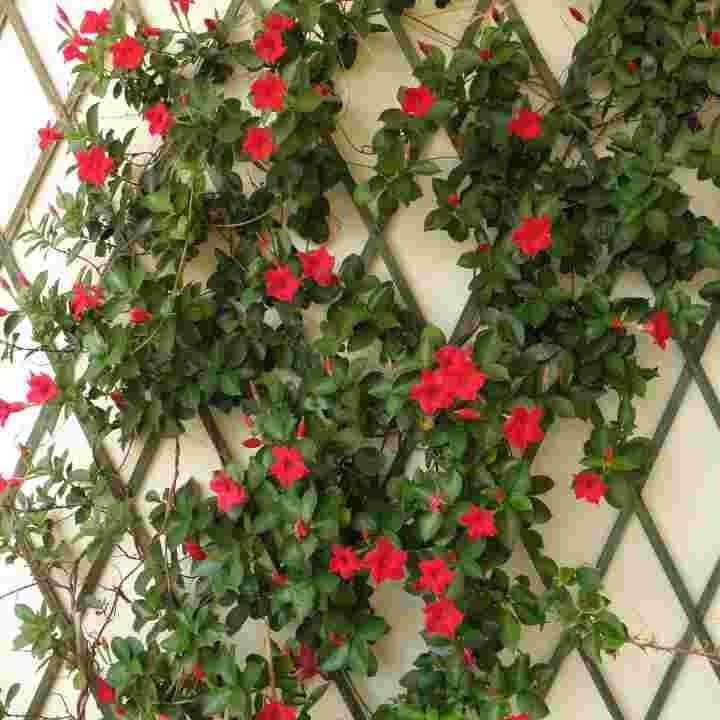 Dipladênia Trepadeira – Mandevilla splendens Pote 14 ou 15 - Imagem 9