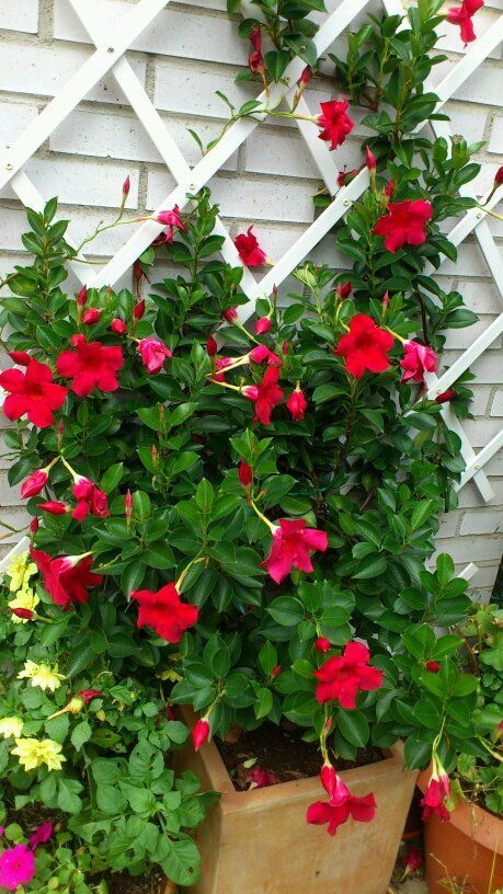 Dipladênia Trepadeira – Mandevilla splendens Pote 14 ou 15 - Imagem 10