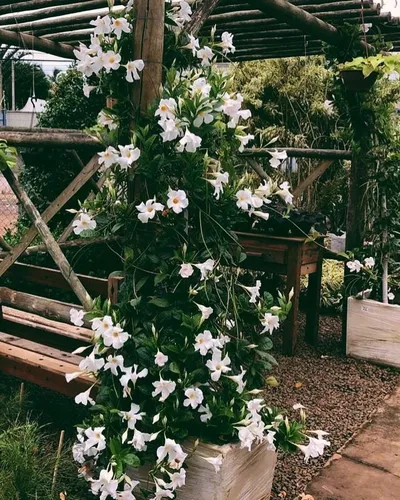 Dipladênia Trepadeira – Mandevilla splendens Pote 14 ou 15 - Imagem 5