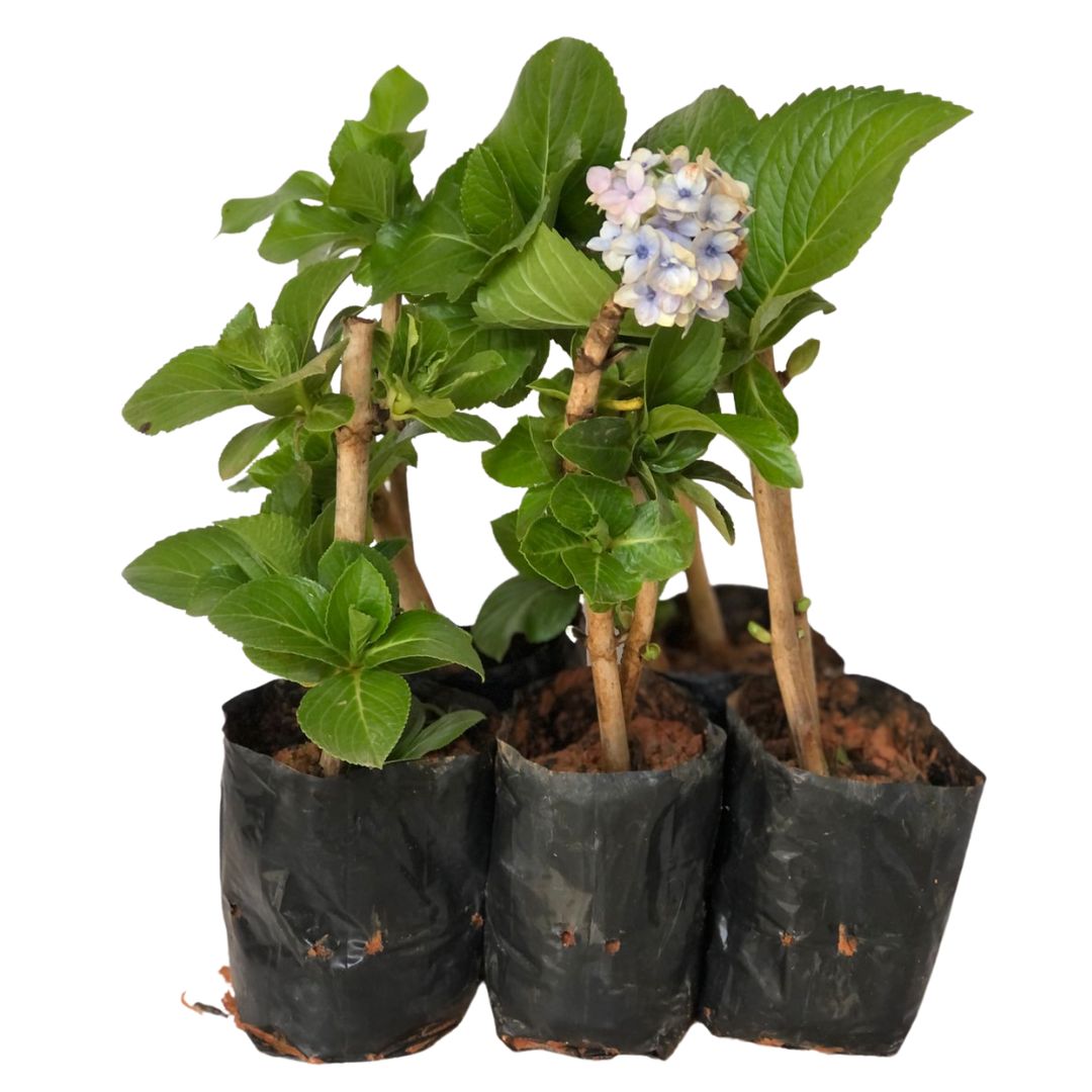 4 Mudas Sortida Hortênsia Hydrangea Macrophylla No Saquinho - Imagem 2