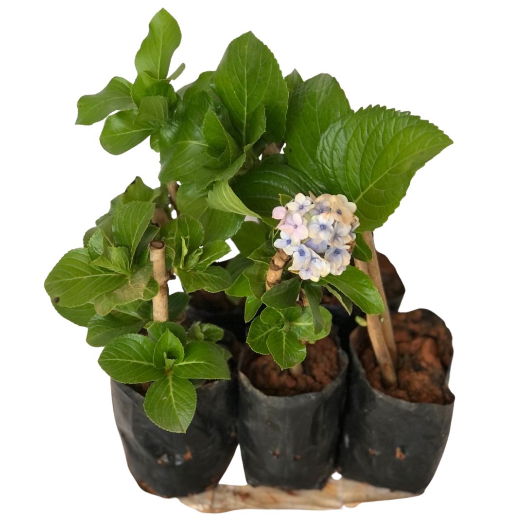 4 Mudas Sortida Hortênsia Hydrangea Macrophylla No Saquinho - Imagem 3
