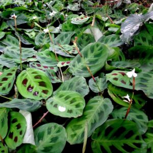 Maranta-barriga-de-sapo, pena-de-pavão no Saquinho