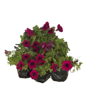 Flor Petunia Pendente iIegrifóliano no Saquinho