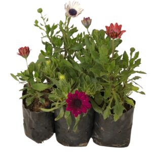 Margarida do cabo - Osteospermum ecklonis no Saquinho