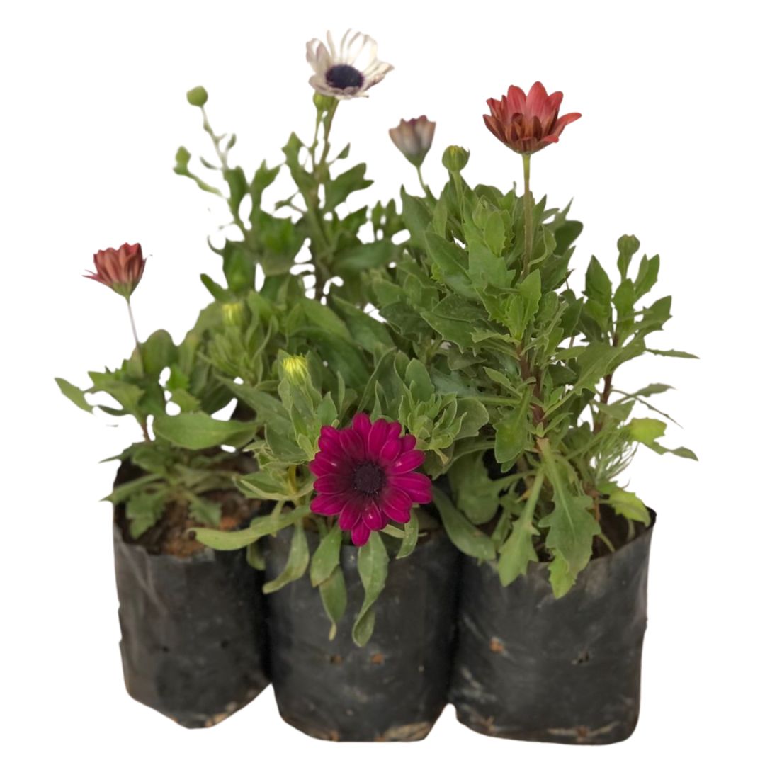 Margarida do cabo - Osteospermum ecklonis no Saquinho - Imagem 4