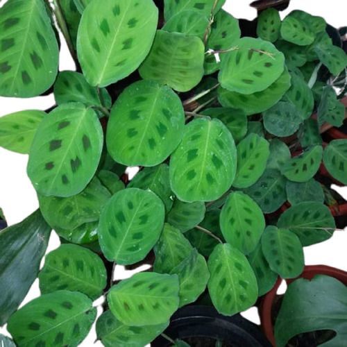 Maranta-barriga-de-sapo, pena-de-pavão no Saquinho - Imagem 2
