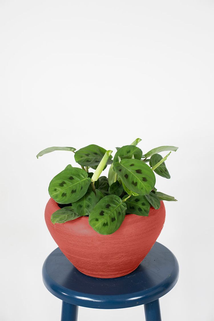 Maranta-barriga-de-sapo, pena-de-pavão no Saquinho - Imagem 3