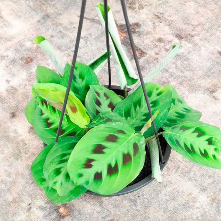Maranta-barriga-de-sapo, pena-de-pavão no Saquinho - Imagem 4
