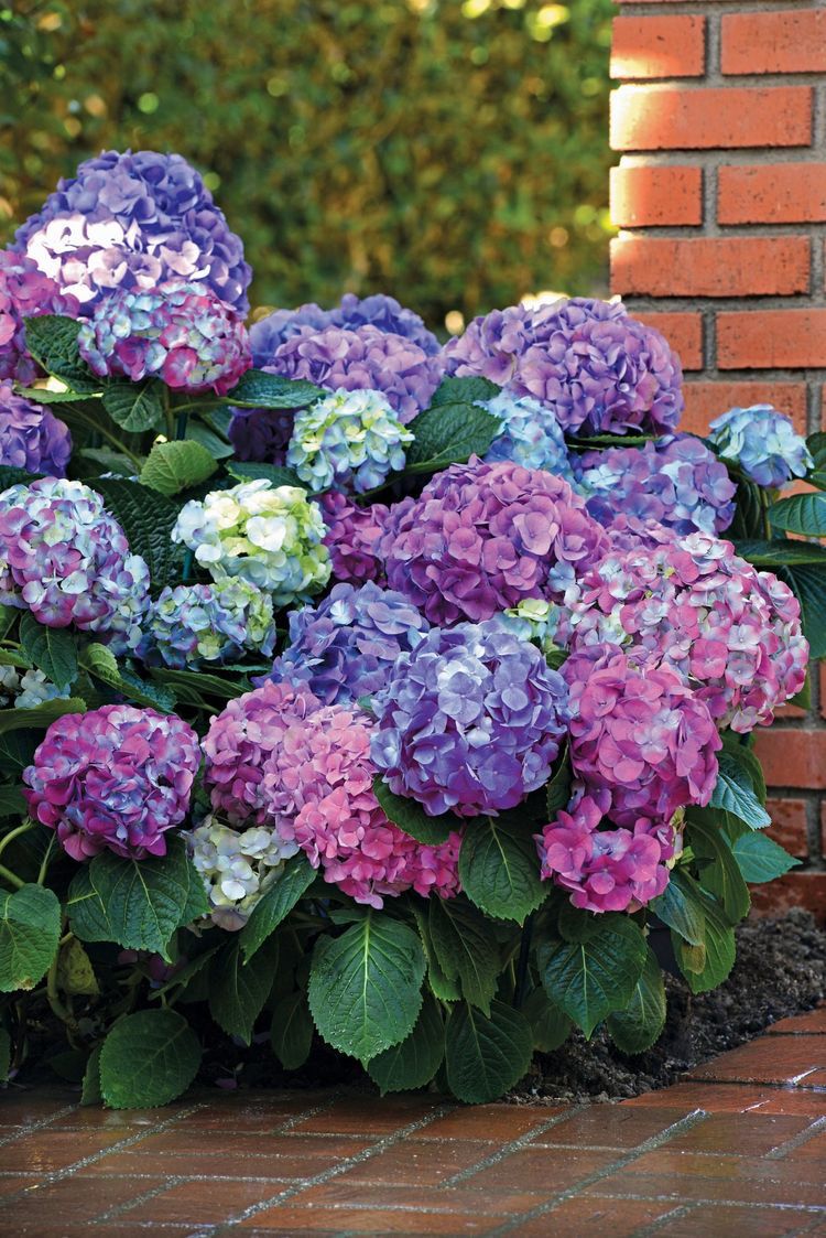 4 Mudas Sortida Hortênsia Hydrangea Macrophylla No Saquinho - Imagem 4