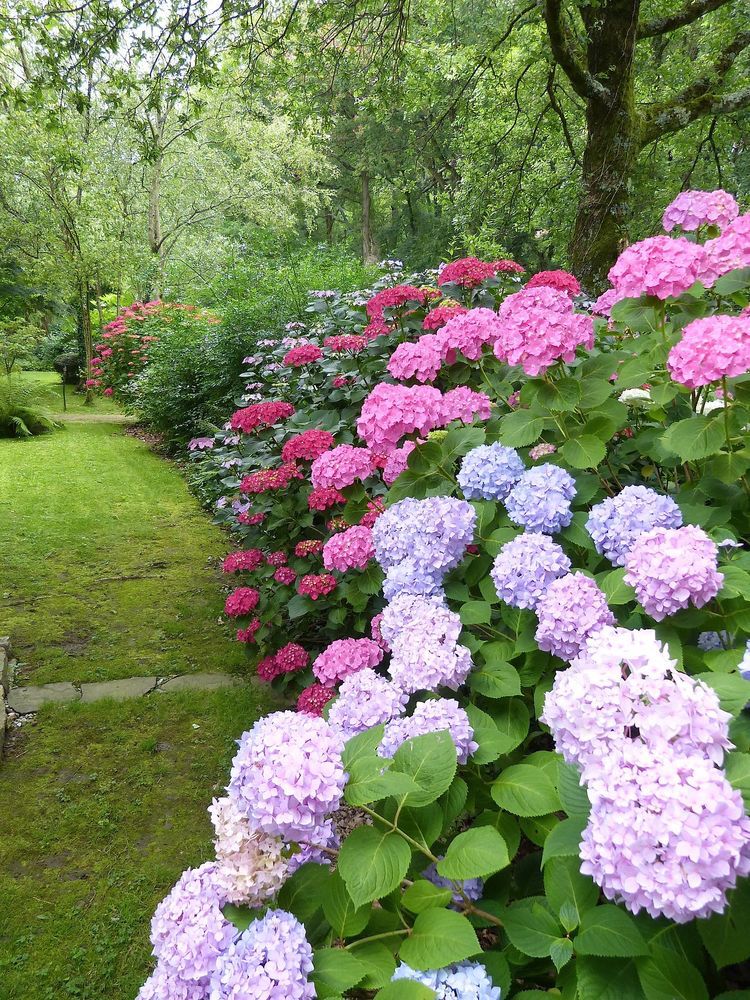 4 Mudas Sortida Hortênsia Hydrangea Macrophylla No Saquinho - Imagem 5