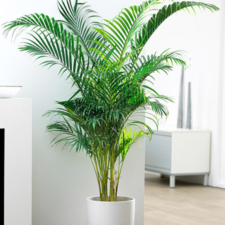 Palmeira Chamaedorea Elegans Pote 11 - Imagem 6