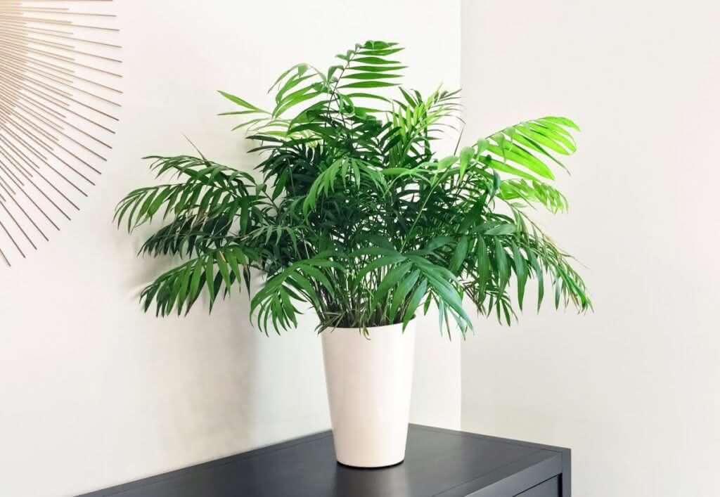 Palmeira Chamaedorea Elegans Pote 11 - Imagem 7
