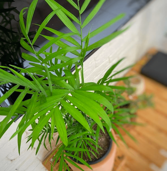 Palmeira Chamaedorea Elegans Pote 11 - Imagem 9