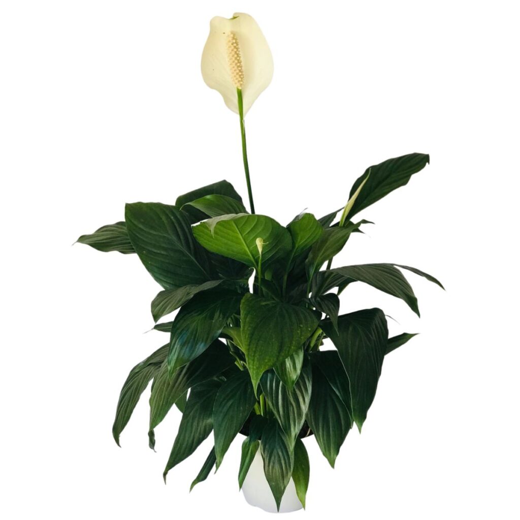 Lirio da Paz - Spathiphyllum Pico Cupido Pote 15