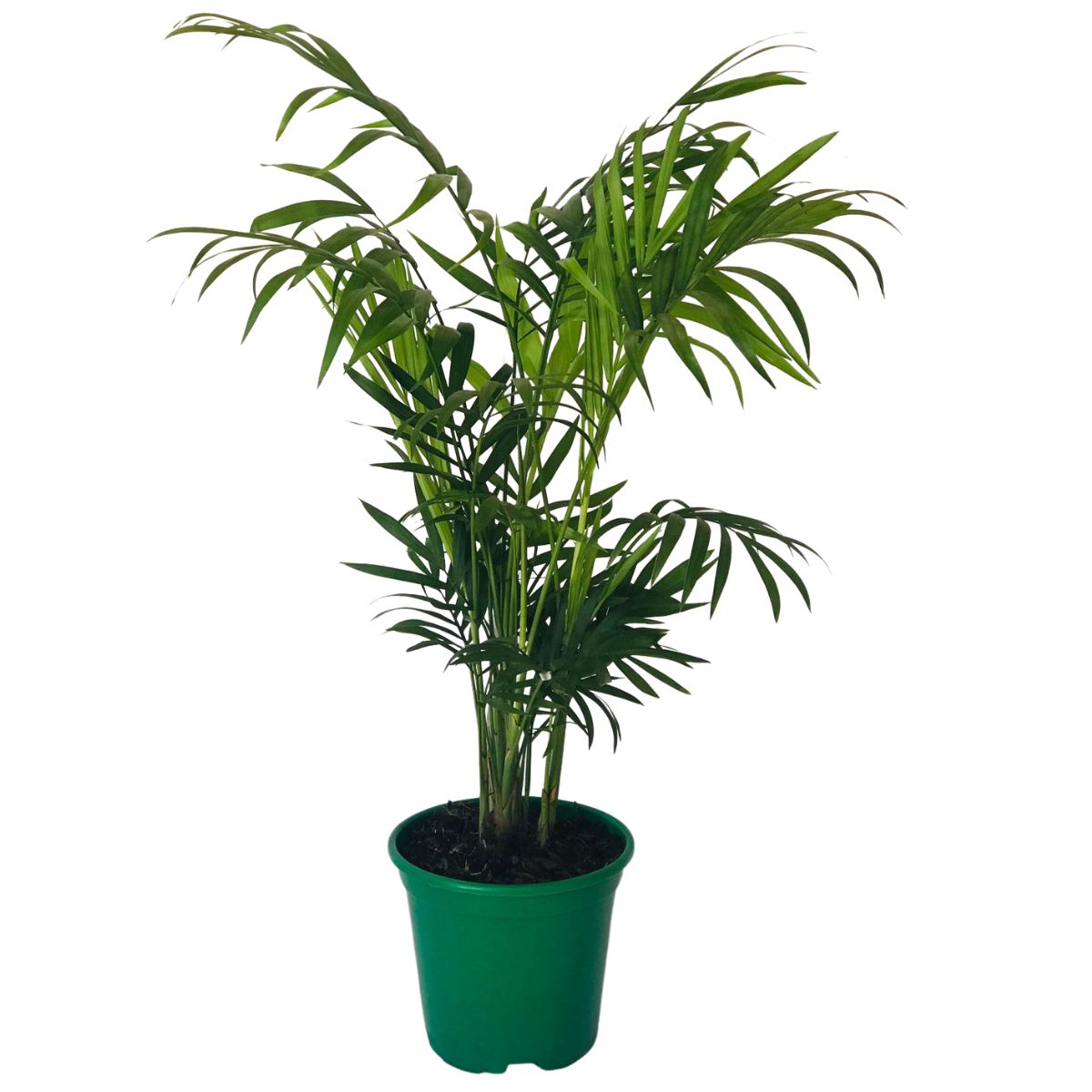Palmeira Chamaedorea Elegans Pote 11 - Imagem 5