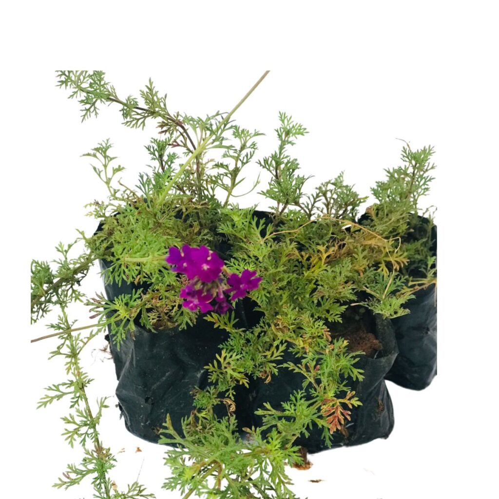 Mini Verbena Rasteira Lilás (Glandularia tenera) no Saquinho
