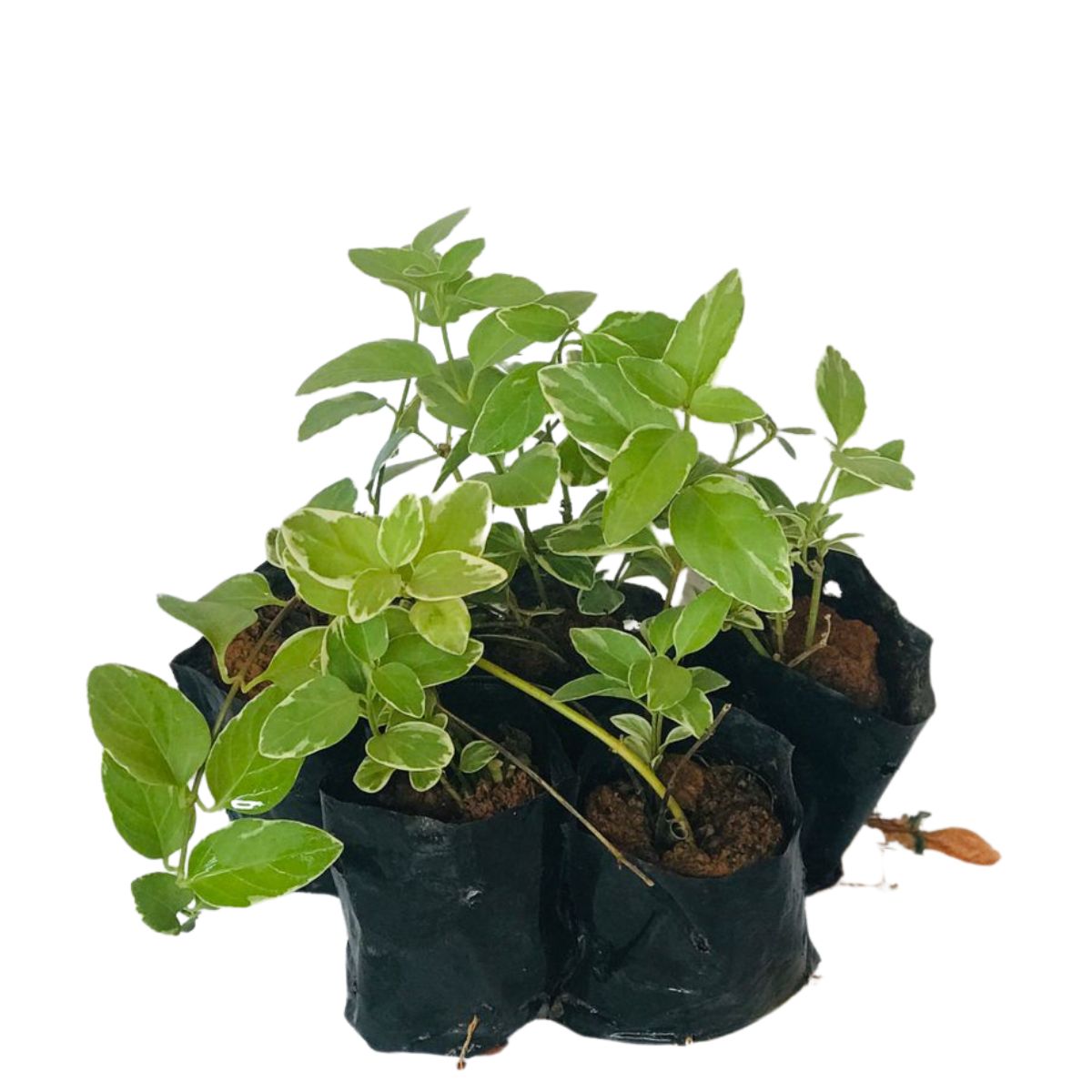 Vinca Pendente, Vinca minor, Vinca major No Saquinho - Imagem 2