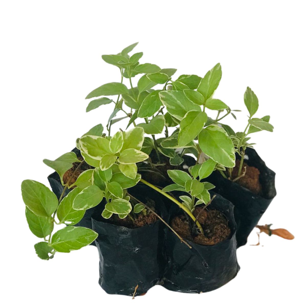 Vinca Pendente, Vinca minor, Vinca major No Saquinho - Imagem 3